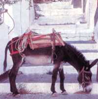 Donkey photograph